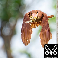 獲物を運ぶアカショウビン。