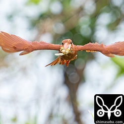獲物は大きなバッタのようです。