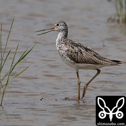 アオアシシギ夏羽後期。