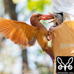 人工巣を設置してから3日目、巣立ちの1日前。ヒナの羽もずいぶん生えそろいました。