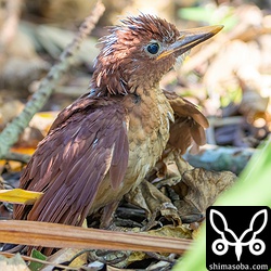 1番目に巣立ちのヒナ。少しずつ動き回るようになりました。