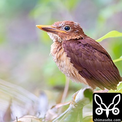 7月27日に巣立ちしたヒナの3日目の姿。羽毛を覆っていたさやも取れてかわいらしさに磨きがかかっています。^^