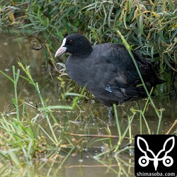 今季初の渡り個体のオオバン。