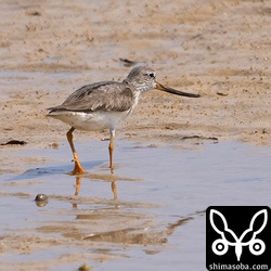 ソリハシシギは海岸に少しずつ増えてきました。成鳥夏羽後期。