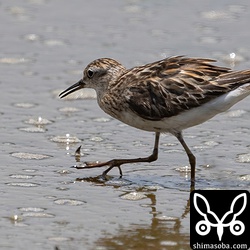 ヒバリシギ第1回夏羽。