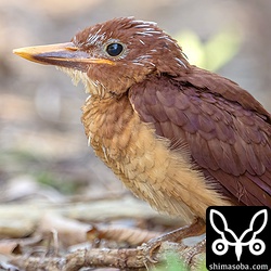 上と同じ個体。多少開けた場所に出てきて餌を持ってくる親に鳴き声とともに存在をアピール。