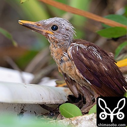 1番目が巣立った翌日の28日午後4時半ごろに2番目も巣立ち。頭部の羽毛はまだ白いさやに覆われています。