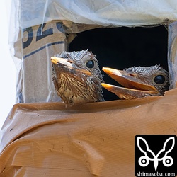 7月29日。5羽いた巣に残るのは2羽のみ。27、28、29と毎日、1羽ずつ巣立ちましたが、30日は1羽も巣立たず。31日にやっとこの2羽も巣立ちました。