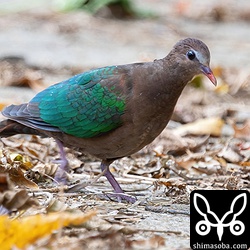 今年生まれのキンバト。わずかに幼羽が残っています。