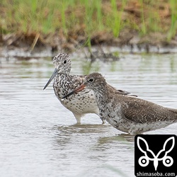 アオアシシギ(左)とアカアシシギ。