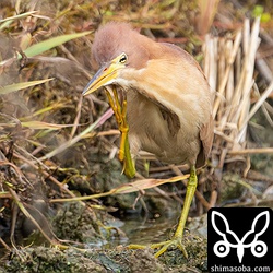 こちらもオスのリュウキュウヨシゴイ。