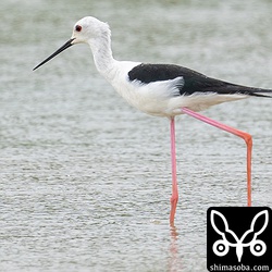 セイタカシギのオス第1回夏羽。