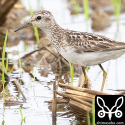 ヒバリシギ第1回夏羽。