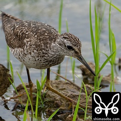 タカブシギ夏羽後期。