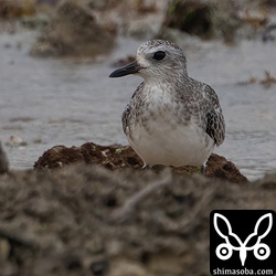 ダイゼンは数日前からこの1羽だけ。
