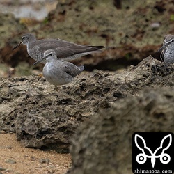 キアシシギは夏羽後期から冬羽までさまざま。