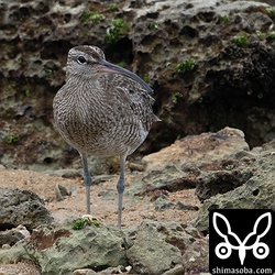 数羽で滞在中のチュウシャクシギ。