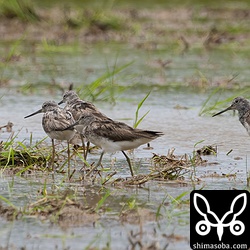 冬羽へ換羽中のアオアシシギ。こちらもすべて成鳥。
