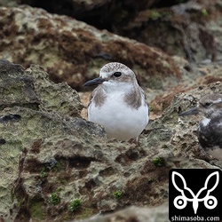 オオメダイチドリ冬羽。