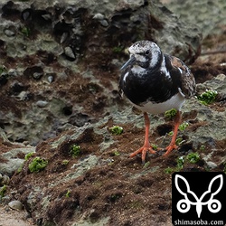 キョウジョシギ成鳥。