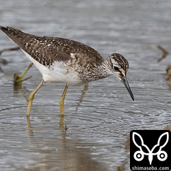 田んぼで最も数が多いのはタカブシギ。幼鳥はまだやってきていません。