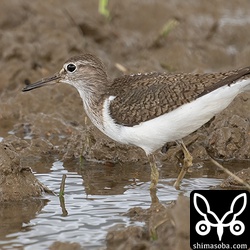 イソシギ成鳥。夏羽から冬羽へ。