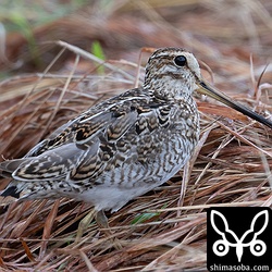 2日前に見つけたハリオシギ成鳥。