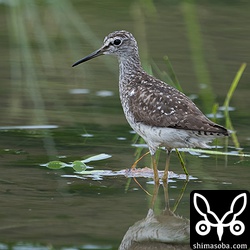 タカブシギ夏羽後期。