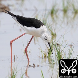 セイタカシギのオス。