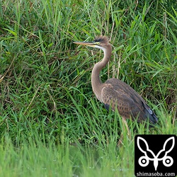 巣立ち後、間もないムラサキサギ。親鳥に餌をねだっていました。