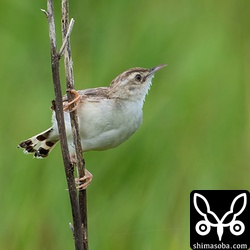 セッカ成鳥夏羽後期。
