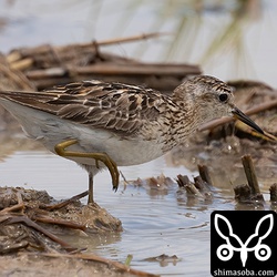 ヒバリシギ夏羽後期。