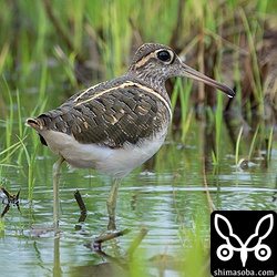 タマシギのオス。第1回冬羽。