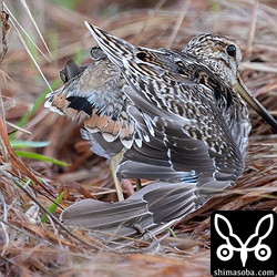 上と同個体。針状の尾羽が見えています。