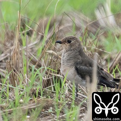 ツバメチドリ幼羽から第1回冬羽へ換羽中。