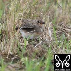 こちらも同じくツバメチドリ幼羽から第1回冬羽へ。