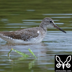 アカアシシギ幼羽から第1回冬羽へ換羽中。