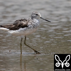 アオアシシギ夏羽後期。