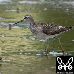 タカブシギ夏羽後期。