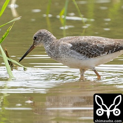 アカアシシギ幼羽から第1回冬羽へ移行中。