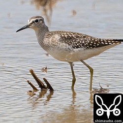 ぴかぴか幼羽のタカブシギ。タカブシギは大量に渡ってきていますが、やっと幼鳥の確認となりました。