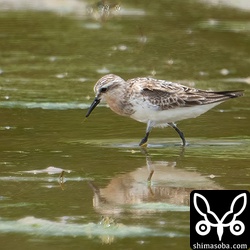 トウネン夏羽後期。