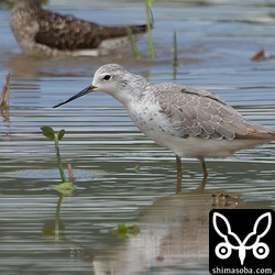 コアオアシシギ第1回夏羽から第2回冬羽へ移行中。コアオアシシギはこの日、幼鳥、成鳥ともに初確認。
