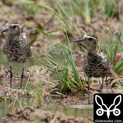 今季初のムナグロは3カ所で確認。夏羽から冬羽へ換羽中。