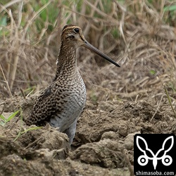 カラスに緊張するジシギ。この後、すぐに飛び立ってしまったのでハリオシギなのかチュウジシギなのかは不明ですが、鳴き声はチュウジシギっぽかった。