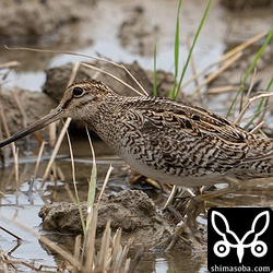 ハリオシギ第1回夏羽。