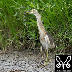 びよーんと伸びてあたりを伺う。