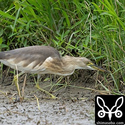 ジャワアカガシラサギは、畔沿いを歩きながらバッタかなにかを捕まえていました。