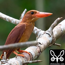 まだ換羽が始まっていない個体もいました。