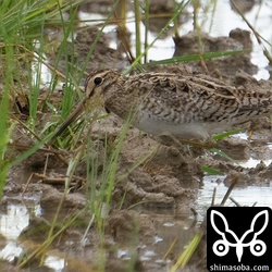 これも田んぼの反対側で遠かった…。ハリオシギ成鳥夏羽後期。